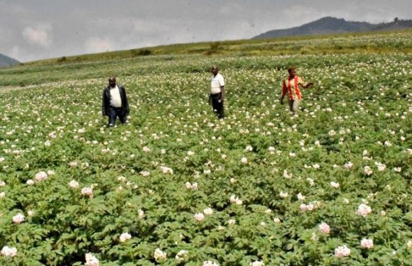 BURUNDI : Bonne santé de 10 coopératives SANGWE sur 11 à MUKIKE / BUJUMBURA