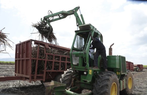 BURUNDI : La SOSUMO coupe des cannes à sucre à GIHOFI, BUKEMBA / RUTANA