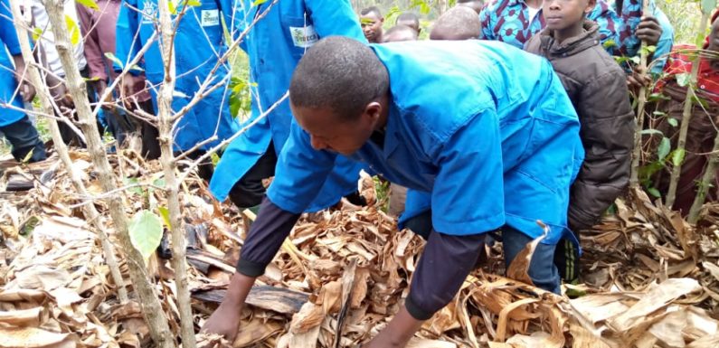 BURUNDI : Début du paillage et paillage du café à KINGWANDI / RUYIGI
