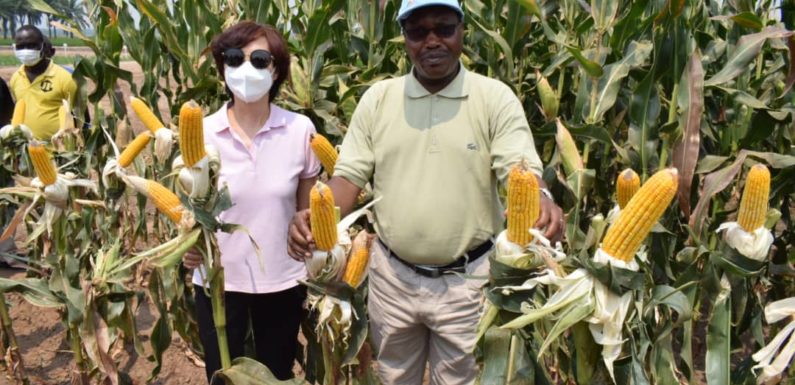 BURUNDI / CHINE : Visite du Centre Pilote Agricole de GIHANGA, BUBANZA