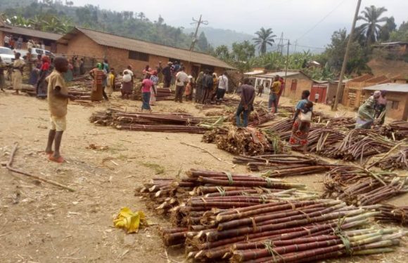 BURUNDI : La canne à sucre des vallées de MUSIGATI / BUBANZA