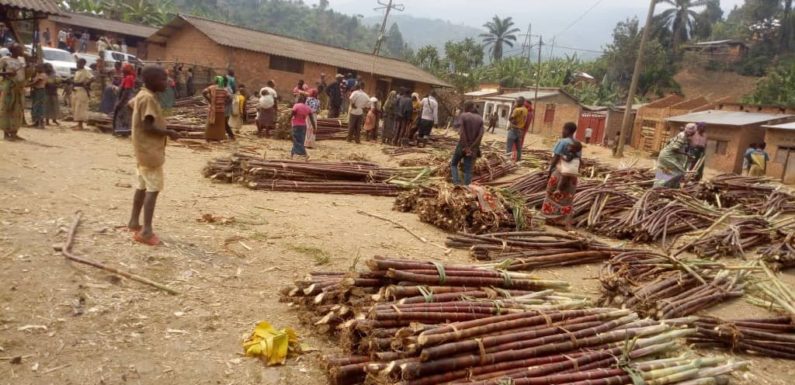BURUNDI : La canne à sucre des vallées de MUSIGATI / BUBANZA