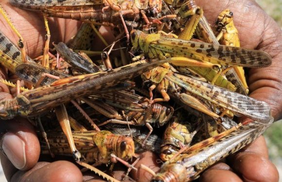 BURUNDI : Le BPEAE de KAYANZA appelle à ramasser et à brûler les crickets à BUTAGANZWA