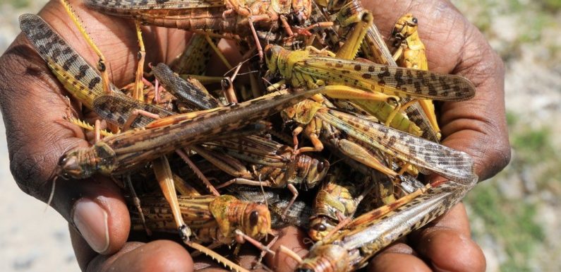 BURUNDI : Le BPEAE de KAYANZA appelle à ramasser et à brûler les crickets à BUTAGANZWA