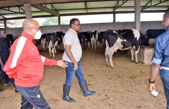 BURUNDI : Visite de la ferme GREEN FARM à GIHANGA / BUBANZA