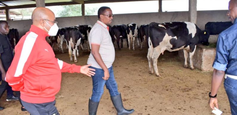 BURUNDI : Visite de la ferme GREEN FARM à GIHANGA / BUBANZA