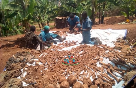 GENOCIDE CONTRE LES BAHUTU DU BURUNDI DE 1972 : 337 corps exhumés de fosses communes à RWASAZI / MURAMVYA