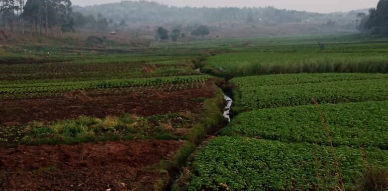 Burundi : Les grains de maïs reçus n’ont pas poussé à Bweru / Ruyigi