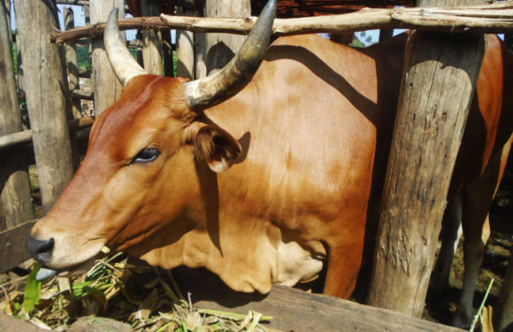 BURUNDI : La Loi de stabulation n’est pas harmonieuse pour nos vaches -inKA- / BURURI