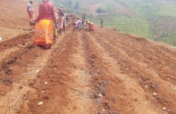 Burundi : La Coopérative Tujehamwe à Busiga cultive la pomme de terre / Ngozi
