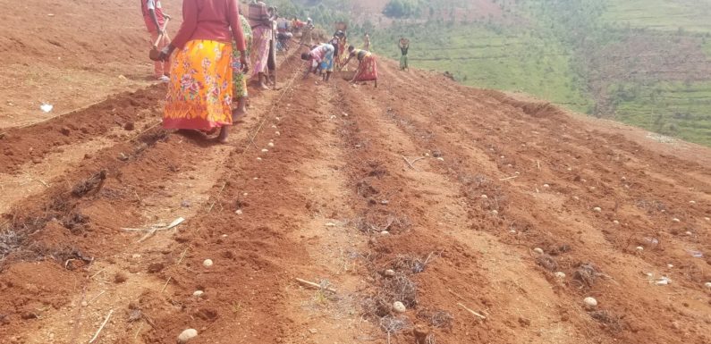 Burundi : La Coopérative Tujehamwe à Busiga cultive la pomme de terre / Ngozi
