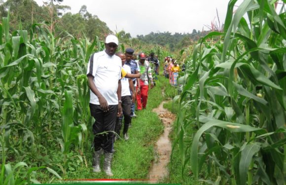 BURUNDI : Champ de maïs de 5 ha de la coopérative BIBARE à ISARE / BUJUMBURA