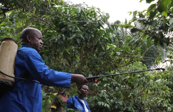 BURUNDI : Pulvériser, fertiliser et planter du café à MUREMERA, BUGANDA / CIBITOKE