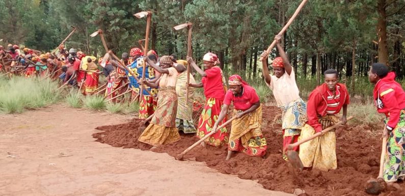 BURUNDI : Les coopératives de MBUYE cultivent le café à KABUYE et TABA / MURAMVYA