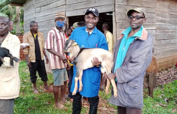 BURUNDI : WORLD VISION distribue des chèvres et des boucs à SHOMBO et NYABIKERE / KARUSI