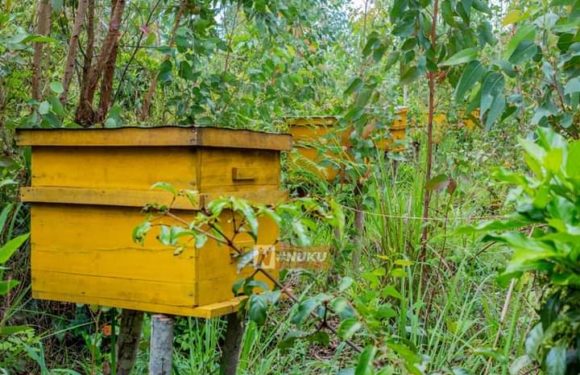 BuRuNDi : RuYiGi Youth Awaked for Development pratique l’apiculture moderne