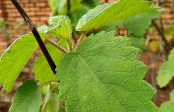 BuRuNDi : Des cultivateurs de patchouli fâchés sur l’entreprise TaNGa Oil / BuBaNZa