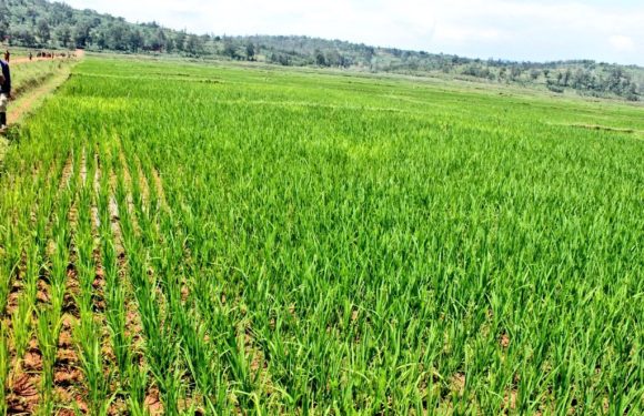 BuRuNDi : Sensibilisation aux bonnes pratiques chez les riziculteurs à KaYaNZa