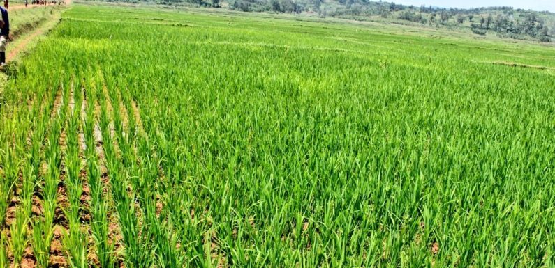 BuRuNDi : Sensibilisation aux bonnes pratiques chez les riziculteurs à KaYaNZa