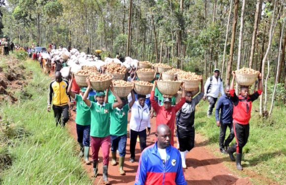 BuRuNDi : La coopérative CIAP récolte ses pommes de terre à GiSHiKaNWa / NGoZi