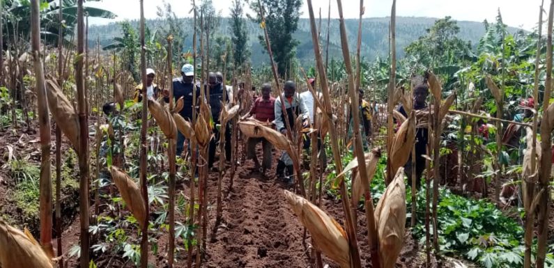 BuRuNDi : La coopérative SHiGiKiRa a produit 100 tonnes de maïs à BuGeNDaNa / GiTeGa