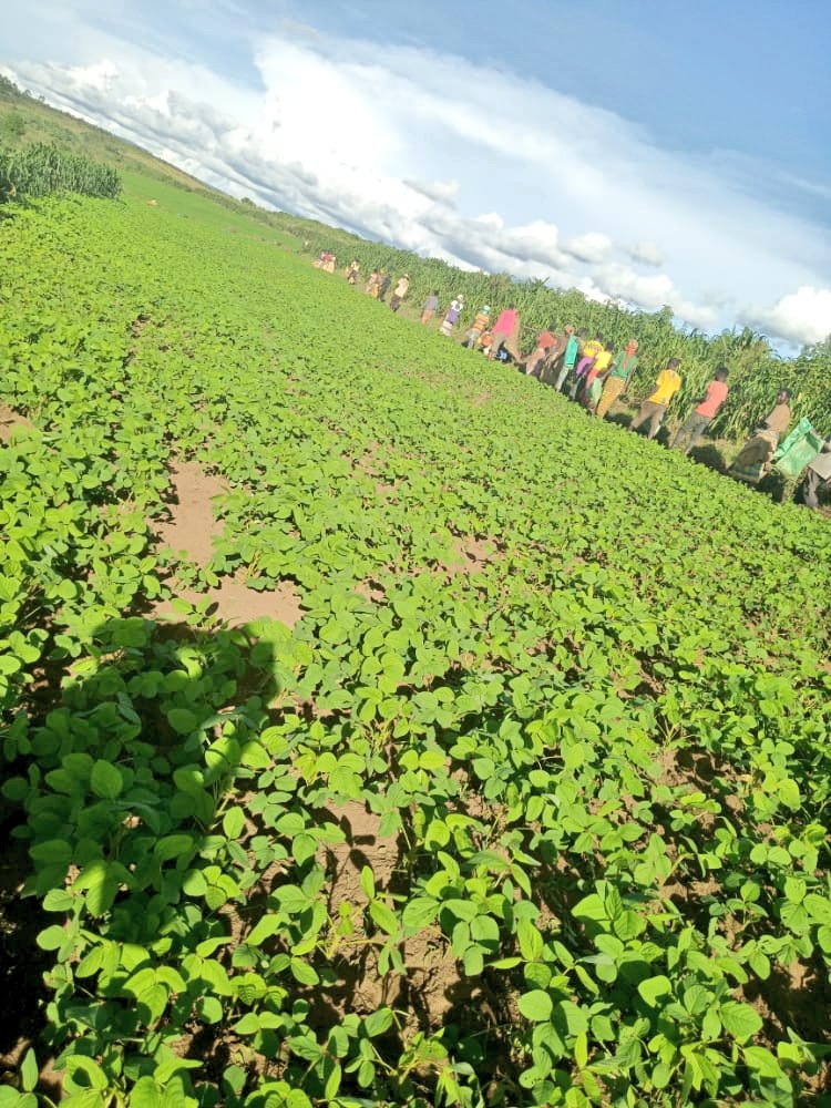 bdi burundi soja karusi 03 26042022 abp