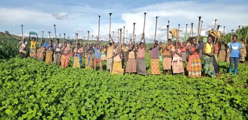 Burundi : Sarclage d’un champ de Soja en colline Nyamugari à Buhiga / Karusi