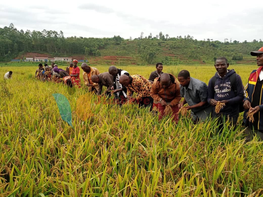 bdi burundi chine riz 01 30052022 jimberemagazine