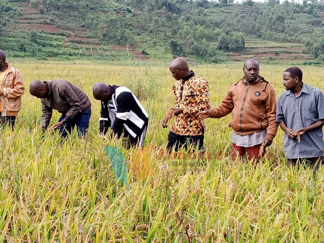 bdi burundi chine riz 02 30052022 jimberemagazine