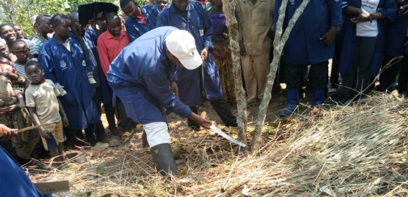 Burundi : Campagne nationale de taille et paillage du caféier
