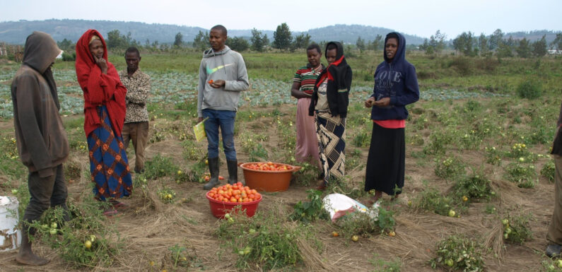 Burundi : La coopérative CJUDI présente ses choux et ses tomates à Nyarugunda / Ngozi