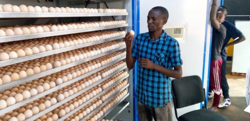 Burundi : Rencontre avec un entrepreneur, éleveur de poussins, à Giheta / Gitega