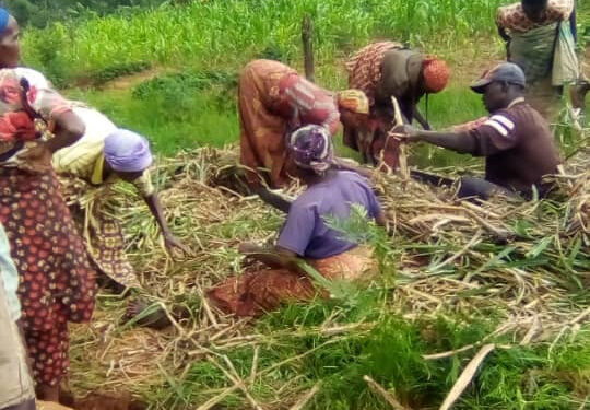 Burundi : Les éleveurs de Busuma ont planté du fourrage en commune Bweru / Ruyigi