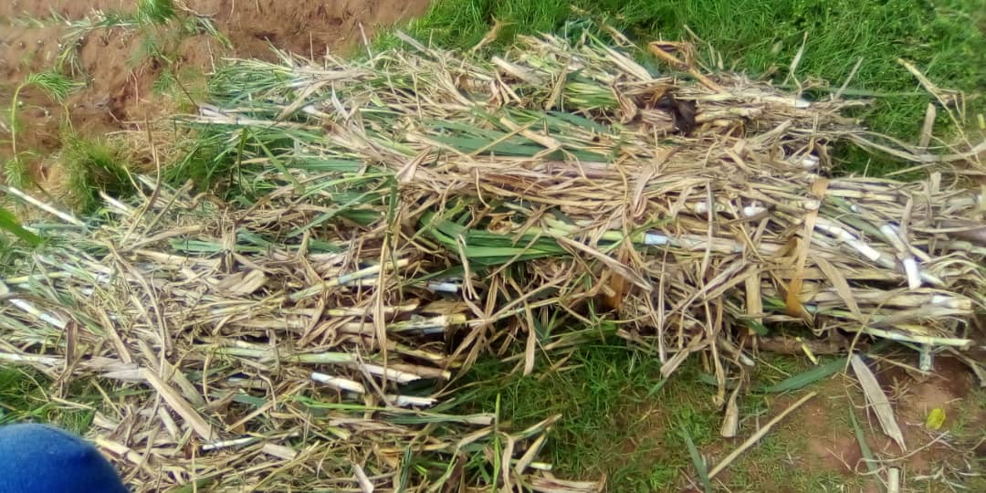 bdi burundi eleveursdebusuma 01 23012023 jimbere