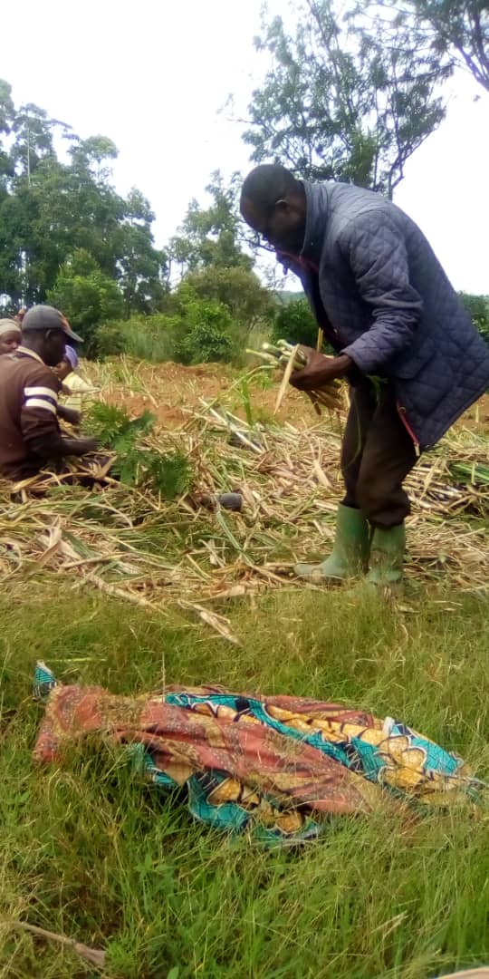 bdi burundi eleveursdebusuma 02 23012023 jimbere