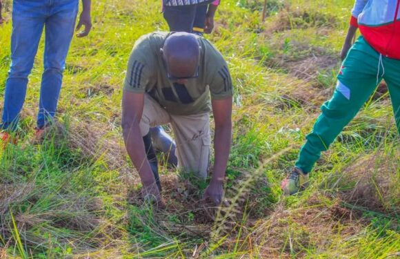 Burundi : TDC – Le SG du CNDD-FDD participe à l’entretien d’un champ / Cankuzo
