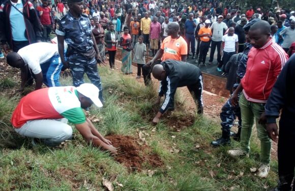 Burundi : TDC – Le SG du CNDD-FDD reboise des eucalyptus le long de la RN16 / Bururi