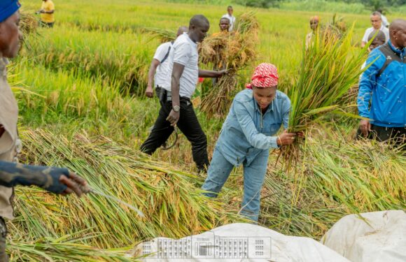 Burundi : La Première Dame cultive du riz dans son champ à Bubanza / Bujumbura