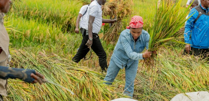 Burundi : La Première Dame cultive du riz dans son champ à Bubanza / Bujumbura
