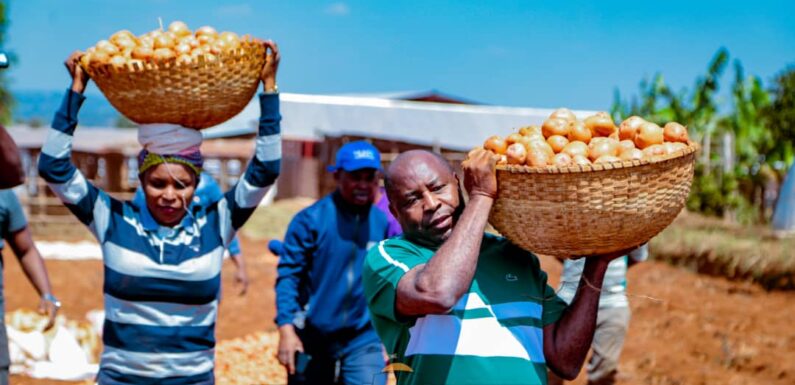 Burundi : Le Président et la Première Dame aux champs récoltent des pommes de terre à Gitega