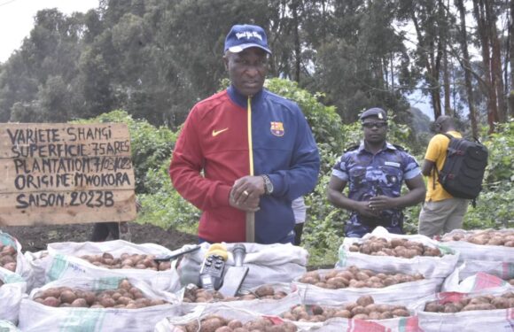 Burundi : Le 1er Ministre Ndirakobuca à la cueillette des pommes de terre à Cibitoke