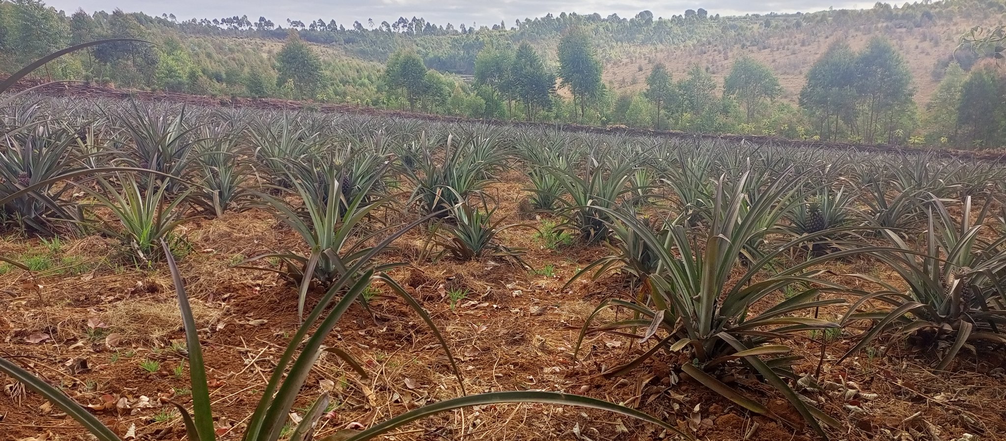 bdi burundi ananas matana 00003 08082023 iradukundadieudonne
