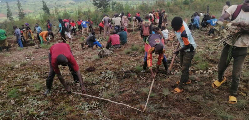 Burundi : Le CNDD-FDD Shombo prépare un champ pour le café à Karusi
