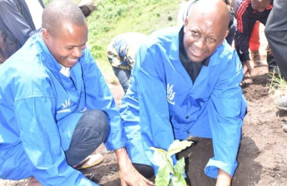 Burundi : Nouveaux plants de caféiers, ambiance de travail dynamique à Bubanza