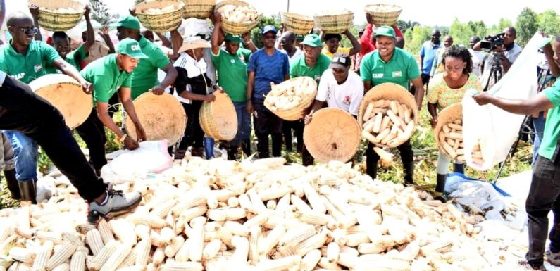 Burundi : Honorable Sinzohagera récolte du maïs à Nyakagunda , Cibitoke