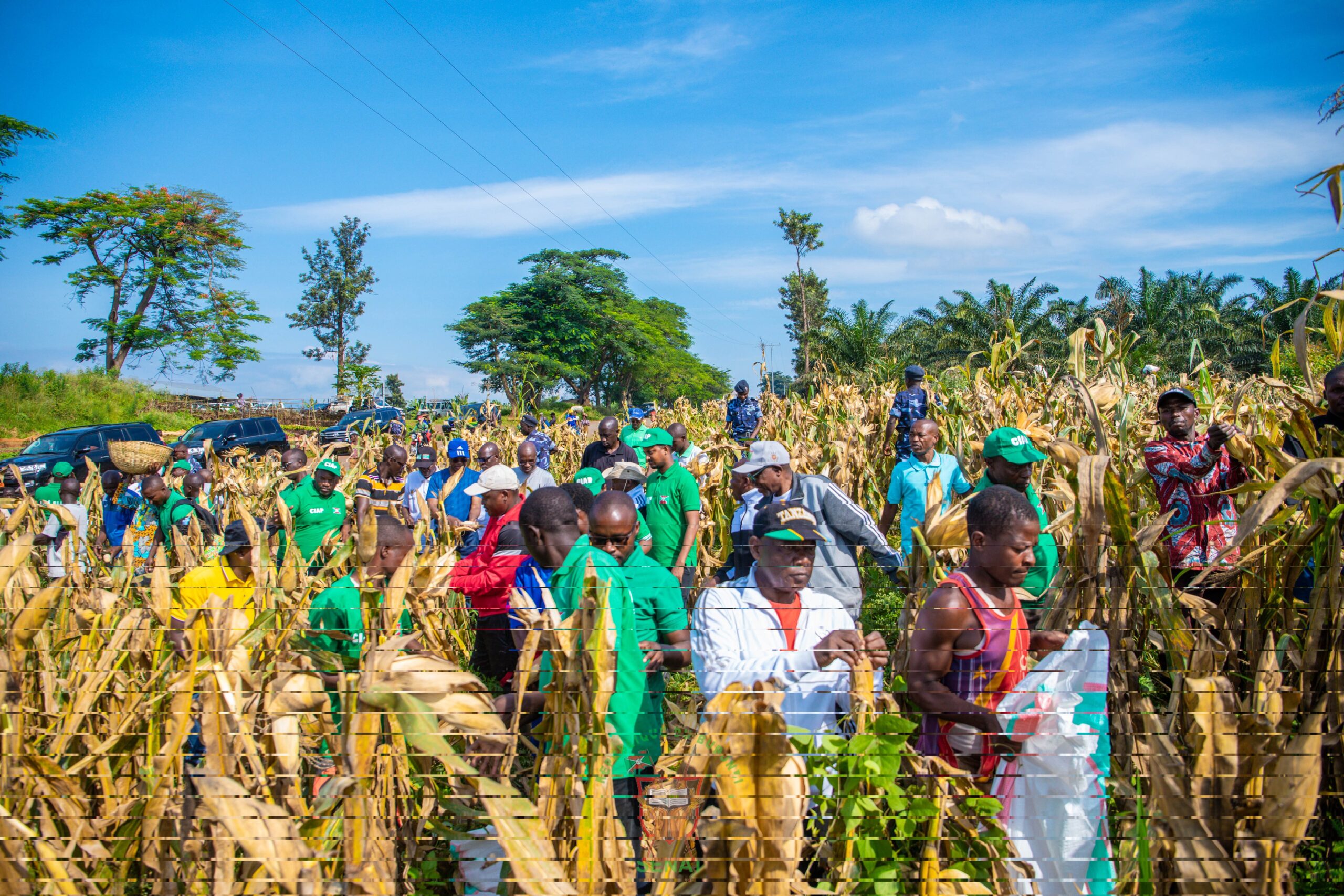 bdi burundi agricole 05 12022024 provincecibitoke