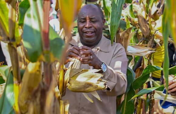 Burundi : 25t de maïs attendue sur 6ha à Kirundo, symbole d’harmonie économique.