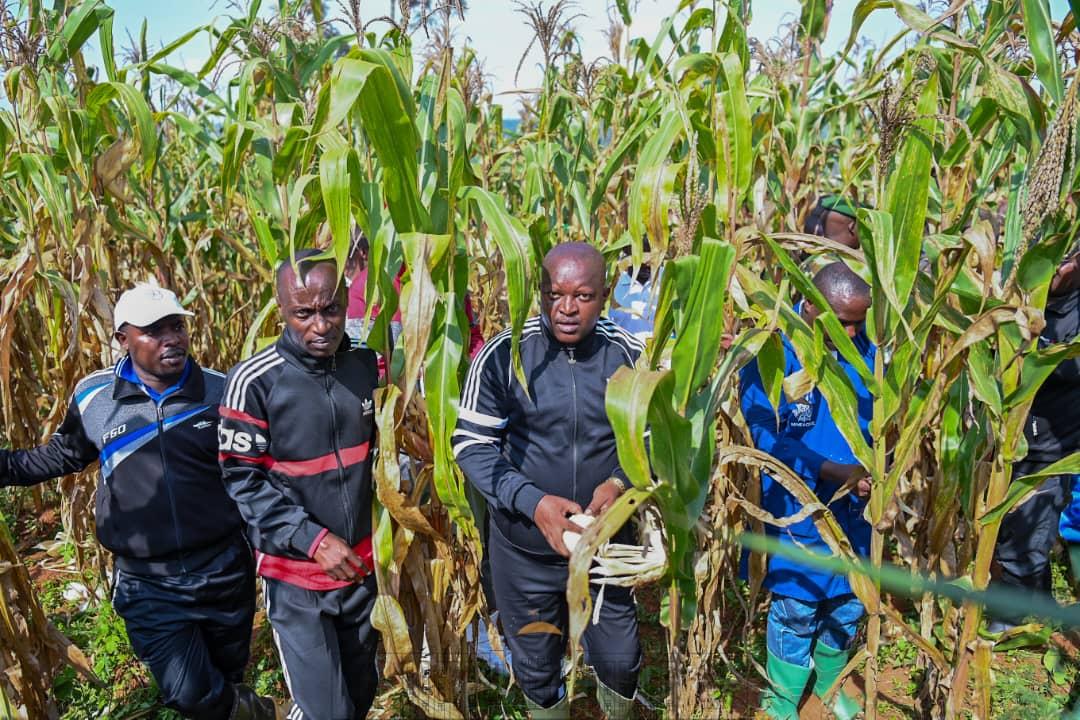 bdi burundi mais 03 10022024 ntarerushatsihouse