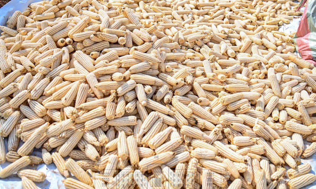 bdi burundi mais 05 10022024 ntarerushatsihouse