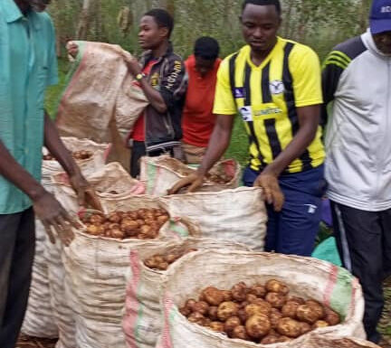 Burundi : Récolte de 15 tonnes de pommes de terre à Kabamba et Kanyami, Ngozi.